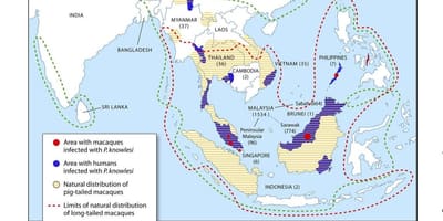 Harta e malajzi malaria